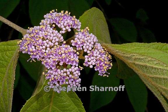 callicarpa pilosissima 1 graphic